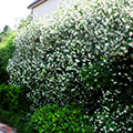 Flowering confederate jasmine grows well in Mississippi landscapes. Photo by MSU Extension Service/Gary Bachman.